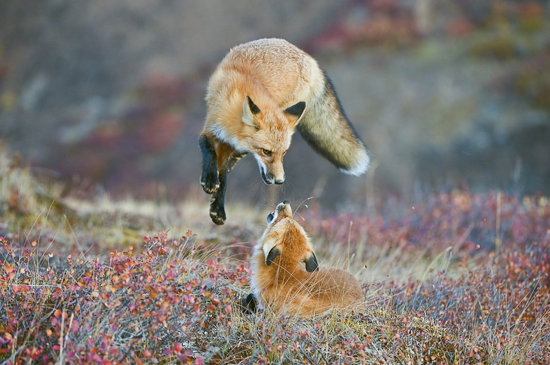 Illustration for article titled These Electrifying Photos Celebrate 50 Years Of USA's Wilderness Act